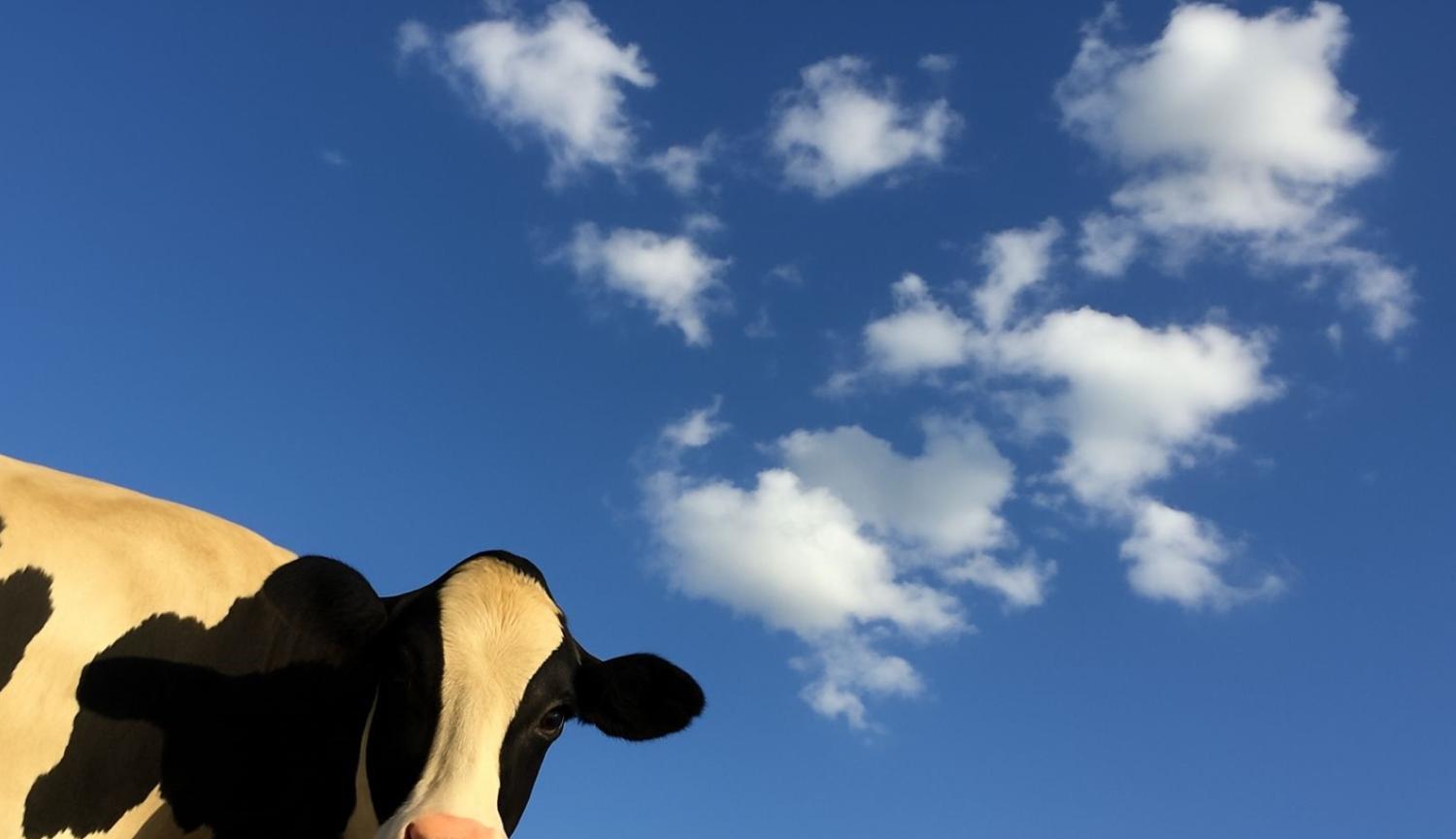 Stones In His Pockets (Reading)