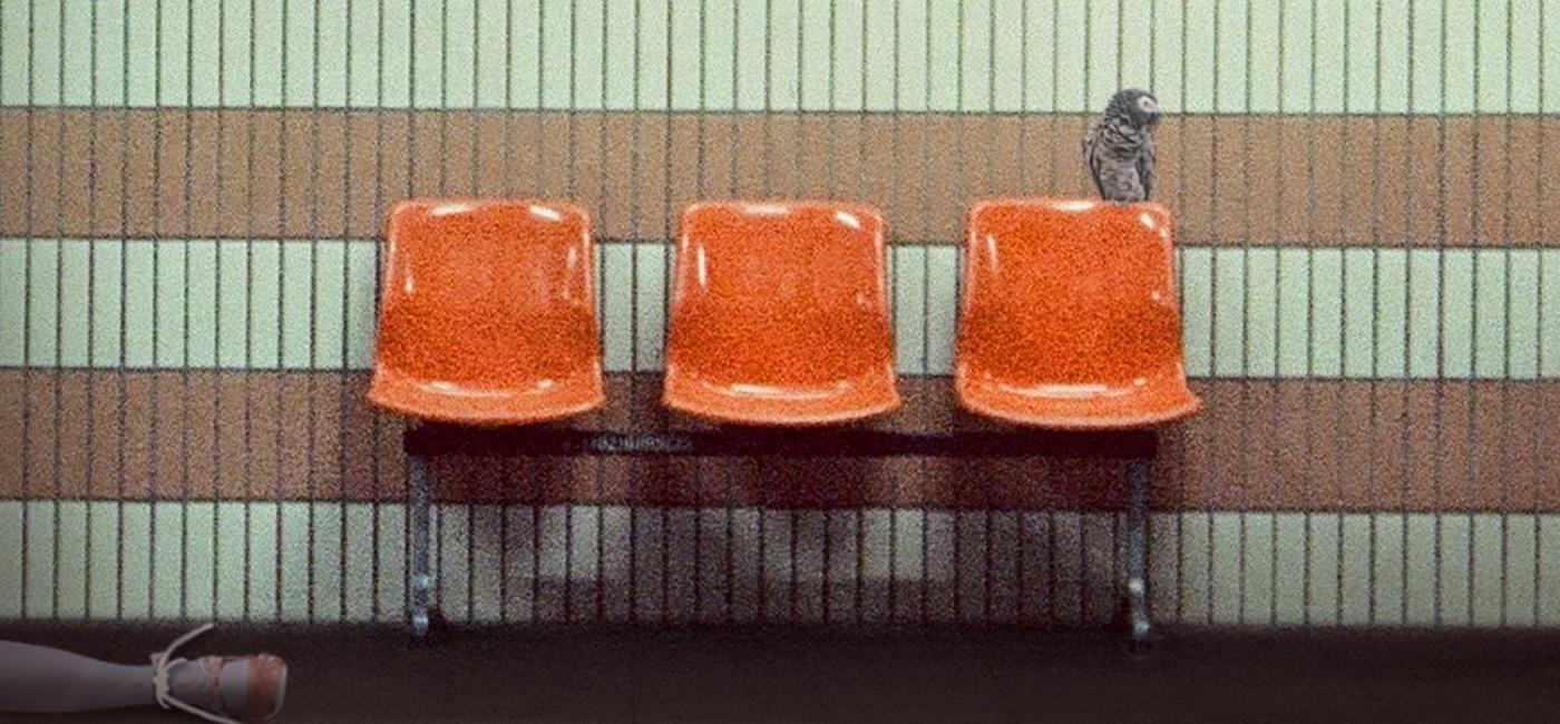 3 plastic seats in front of a tiled wall. A parrot on the seat back and a leg wrapped in rope