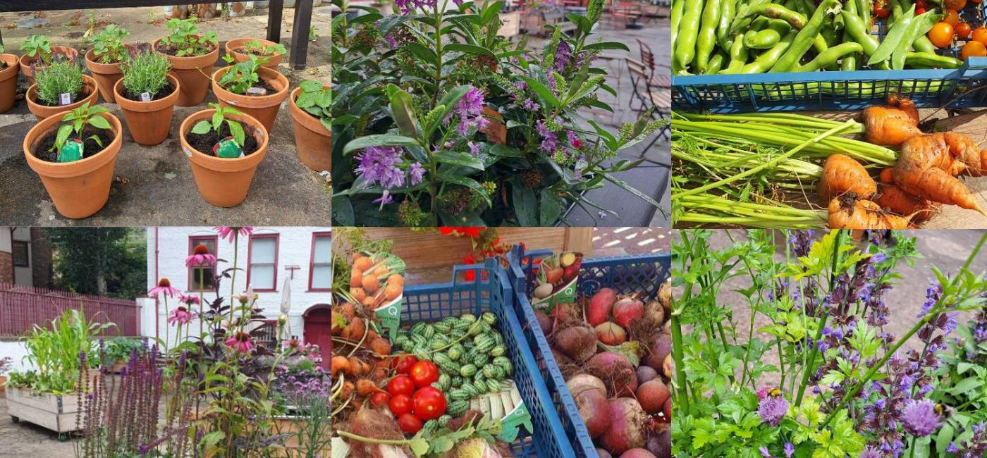 Community Garden Montage 2026