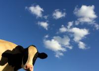 Stones In His Pockets (Reading)