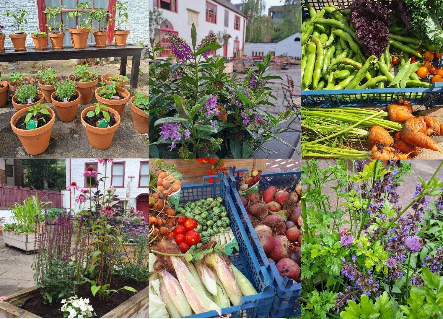 Community Garden Montage 2026